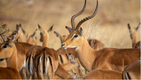 Guindy National Park