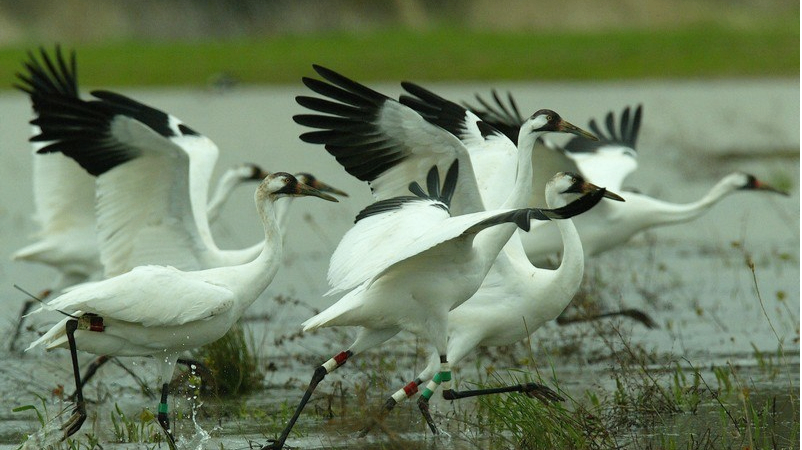 Sultanpur National Park