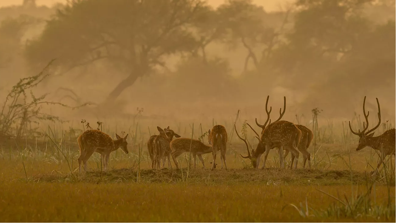 Sajjangarh Biological Park